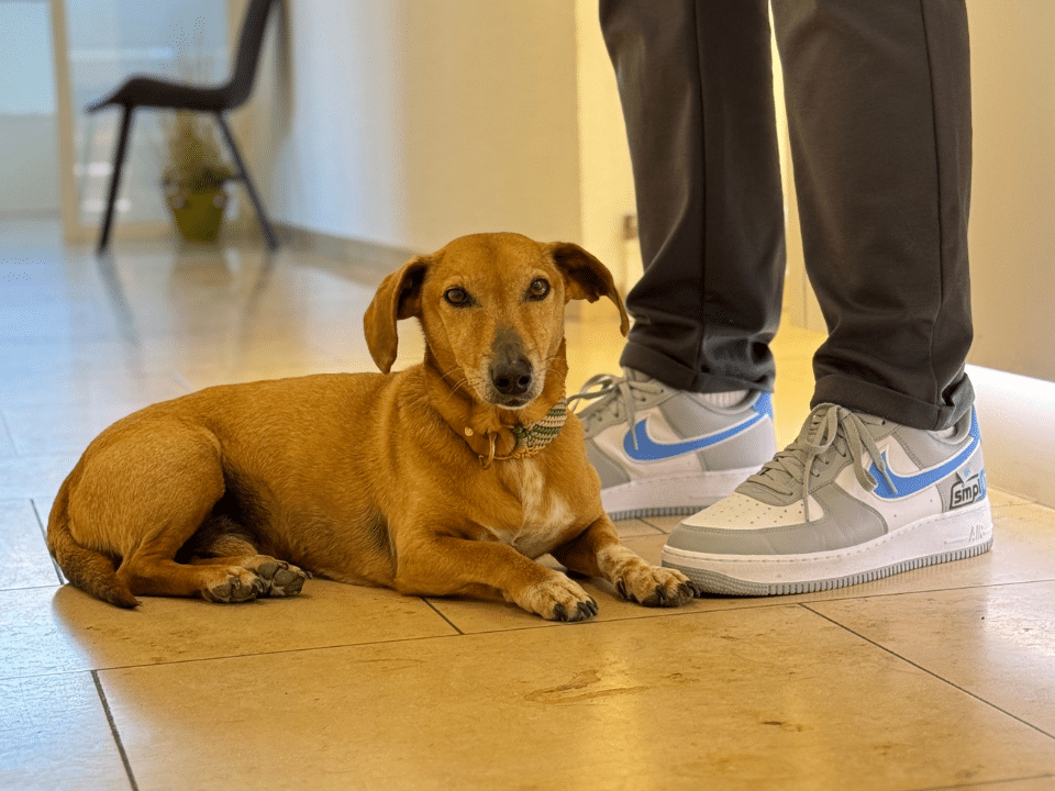 Nauaufnahme Hund und Schuhe vom IT Dienstleister der Tierarztpraxis