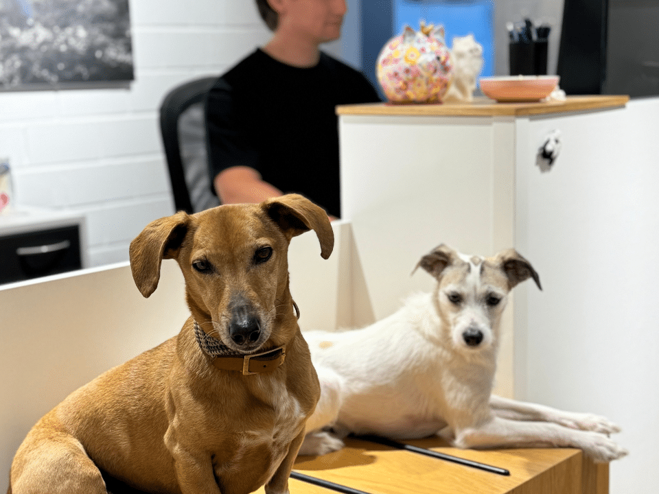 zwei Hunde, im Hintergrund bearbeitet ein Tierarzt deren digitale Patientenakten am Computer